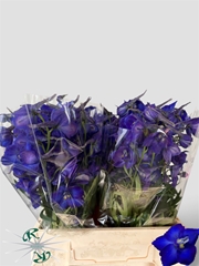 Delphinium Single Atlantis 40cm