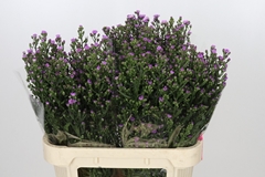 Aster Painted Lady 80cm 40gr.