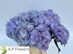 Hydrangea Verena Blue 60cm 18-20cm Hd