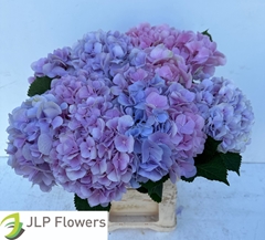 Hydrangea Verena 60cm 18-20cm Hd