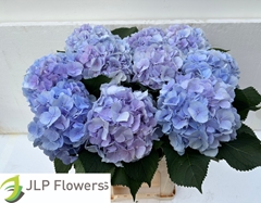 Hydrangea Verena Blue 80cm 21-23cm Hd