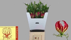 Gloriosa Rotschildiana 80cm