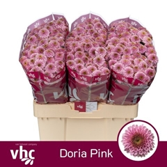 Chrysanth Santini Doria Pink 55cm 48gr.