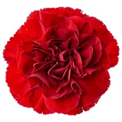 Dianthus Single Red 55cm