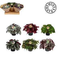 Begonia Leaf Beleaf Mix 17Ø 35cm