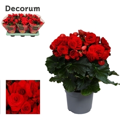 Begonia Double Baladin 13Ø 32cm