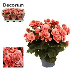Begonia Double Borias 13Ø 30cm