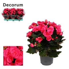 Begonia Double Adonia Pink 13Ø 32cm