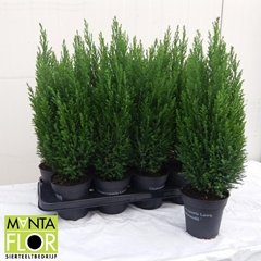 Chamaecyparis Ellwoodii 13Ø 55cm