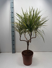 Dracaena Sunray 21Ø 90cm