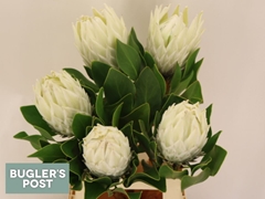 Protea Cynaroides Ayoba Arctic Ice 60cm