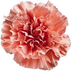 Dianthus Single Orange 55cm