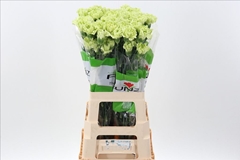Dianthus Single Emerald Green 70cm