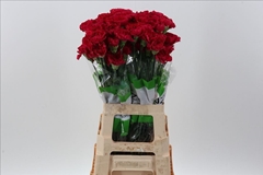 Dianthus Single Fausto 70cm