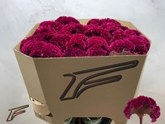 Celosia Red King 80cm