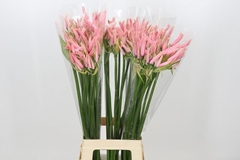 Nerine Casandra 80cm