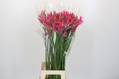Nerine Pink Spunky 80cm