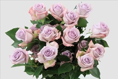 Rosa Ocean Song 40cm