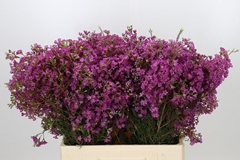Chamelaucium Ariel 60cm 50gr.