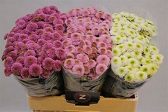 Chrysanth Santini Mix 55cm 48gr.