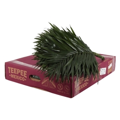 Chamaedorea Chico Leaf Per Bunch 65cm