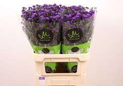 Aster Double Date Dusk 80cm 30gr.