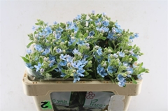 Oxypetalum Tanioka Pure Blue 50cm