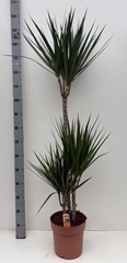 Dracaena 24Ø 150cm