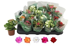 Kalanchoe Double Rosaline Mix 7Ø 12cm
