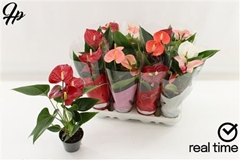 Anthurium Mix 4 Colours 9Ø 5cm