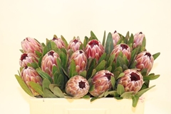 Protea Pink Ice 50cm