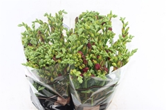 Freesia Double Expression 50cm 20gr.