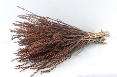 Myrica Gale 55cm
