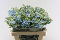 Oxypetalum Tanioka Pure Blue 55cm