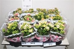 Kalanchoe Double Mix 9Ø 19cm