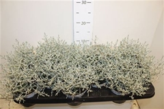 Leucophyta Brownii 9Ø 16cm
