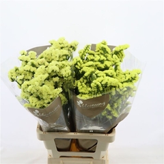 Limonium Canary Sun Birds 60cm 30gr.