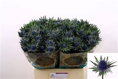 Eryngium Aquarius Questar 60cm