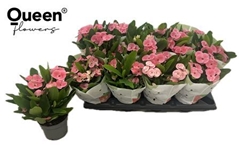 Euphorbia Charlotte 10Ø 26cm