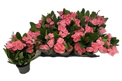 Euphorbia Charlotte 10Ø 32cm