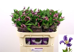 Clematis Blue Pirouette 70cm