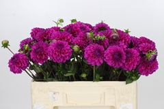 Dahlia Purple Fox 50cm