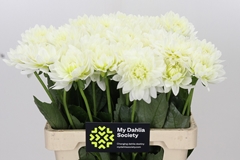 Dahlia Karma Maarten Zwaan 60cm