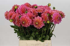 Dahlia Pink Runner 45cm