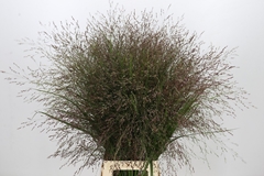Panicum Warrior 90cm