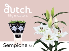 Lily Oriental Sempione 105cm 6+