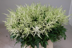 Astilbe Washington 50cm