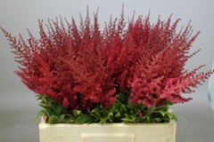 Astilbe Paul Gäarder 60cm