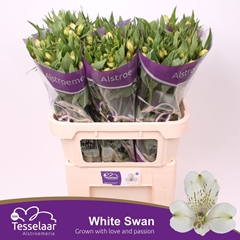 Alstroemeria White Swan 75cm 65gr.