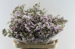Chamelaucium Dancing Queen 70cm 70gr.